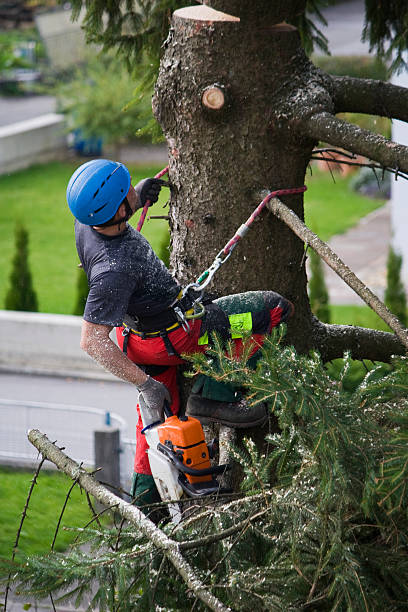 Ruch, OR Tree Services Company