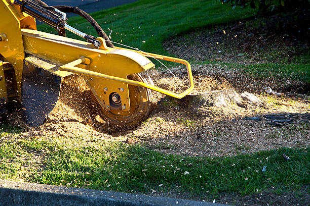 Lawn Drainage Solutions in Ruch, OR